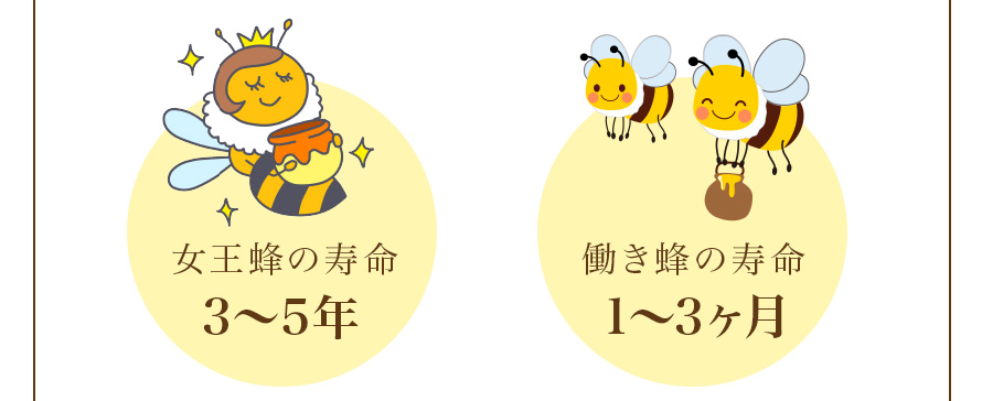 女王蜂の寿命3〜5年 働き蜂の寿命1〜3ヶ月