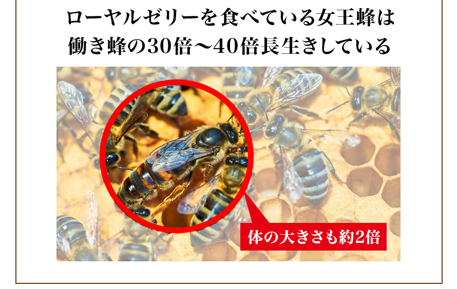 ローヤルゼリーを食べている女王蜂は働き蜂の30倍～40倍長生きしている